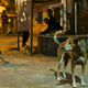 The dogs bite people and can carry the deadly rabies virus.